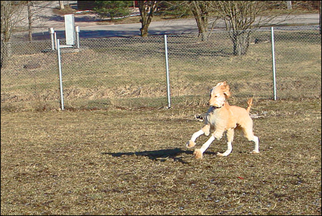 Hundparken1.jpg