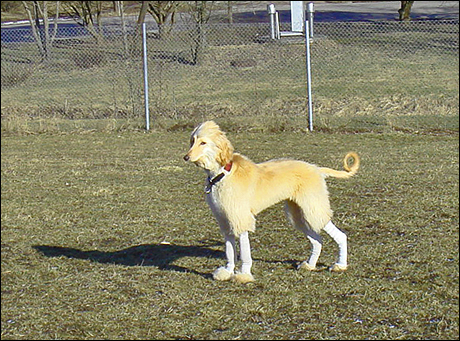 Hundparken2.jpg