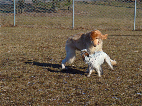 Hundparken4.jpg